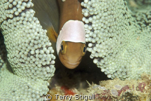 She is under the rather large anemone just hanging out.  ... by Terry Stigall 